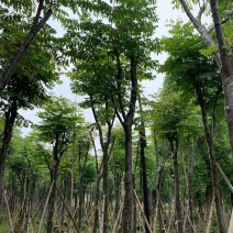 自家8-20分台湾栾树低价供应，量大价优！低价供应自家