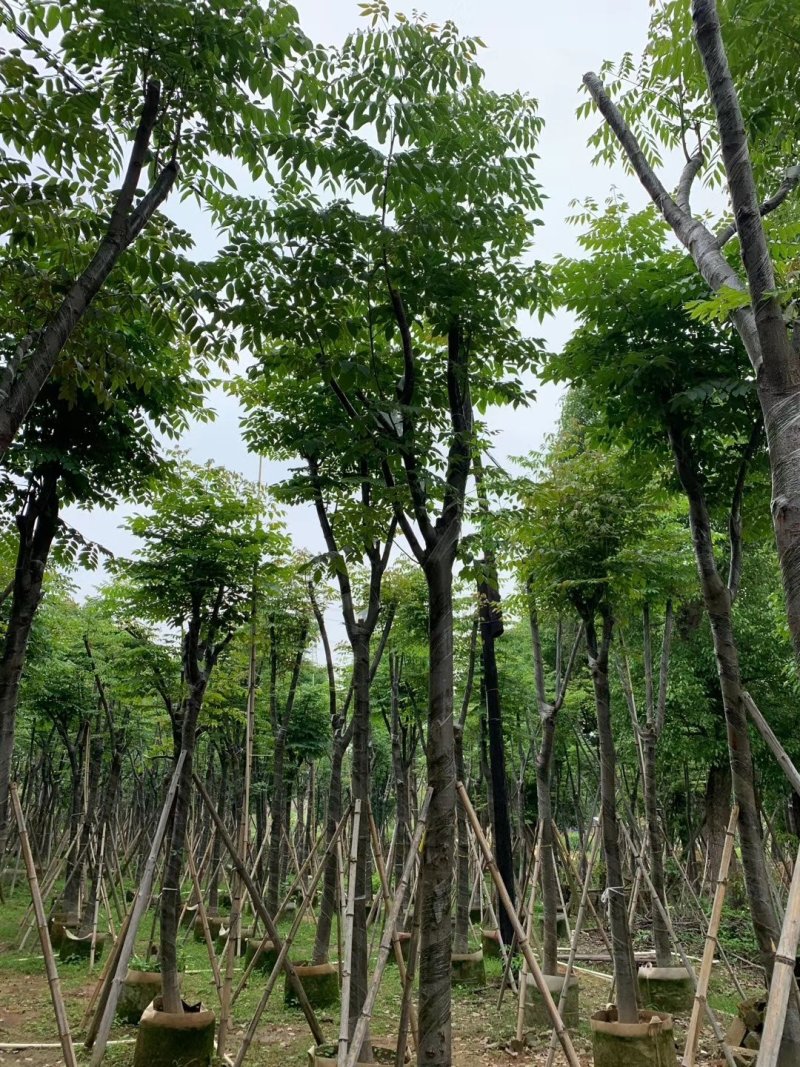 自家8-20分台湾栾树低价供应，量大价优！低价供应自家