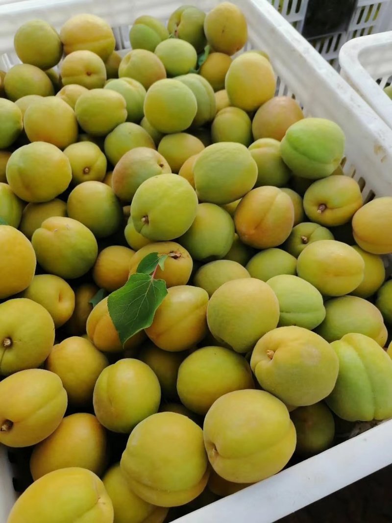 露天金太阳园子好货需要的老板联系了