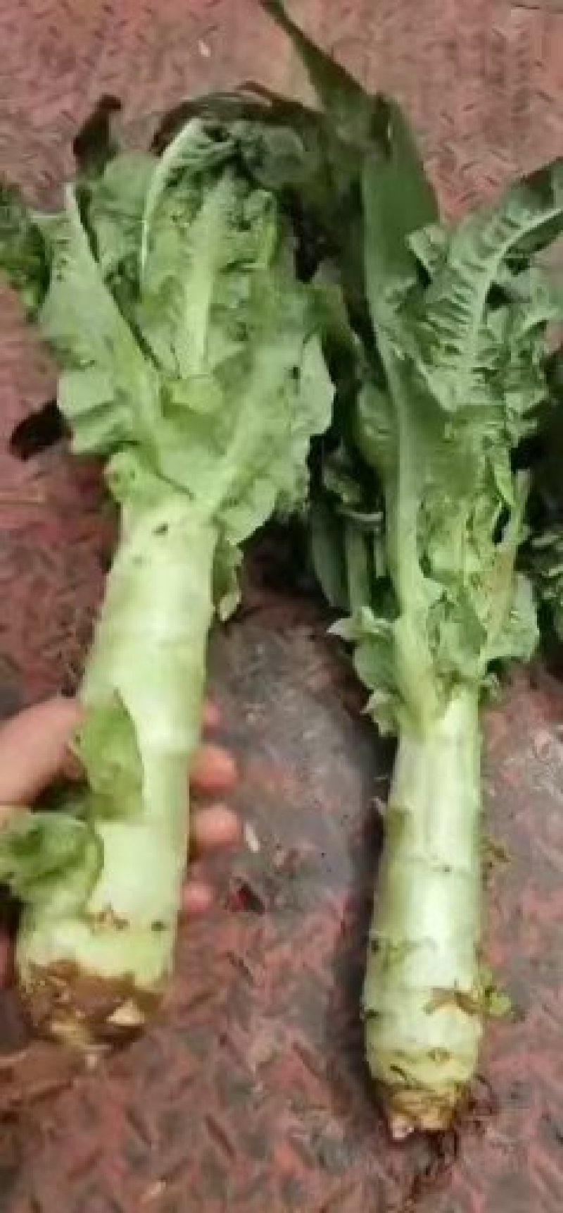 红叶莴笋