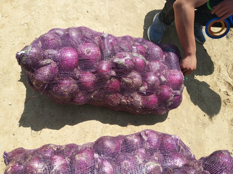 紫皮洋葱，红洋葱基地大量出货中，货源充足质量有保证