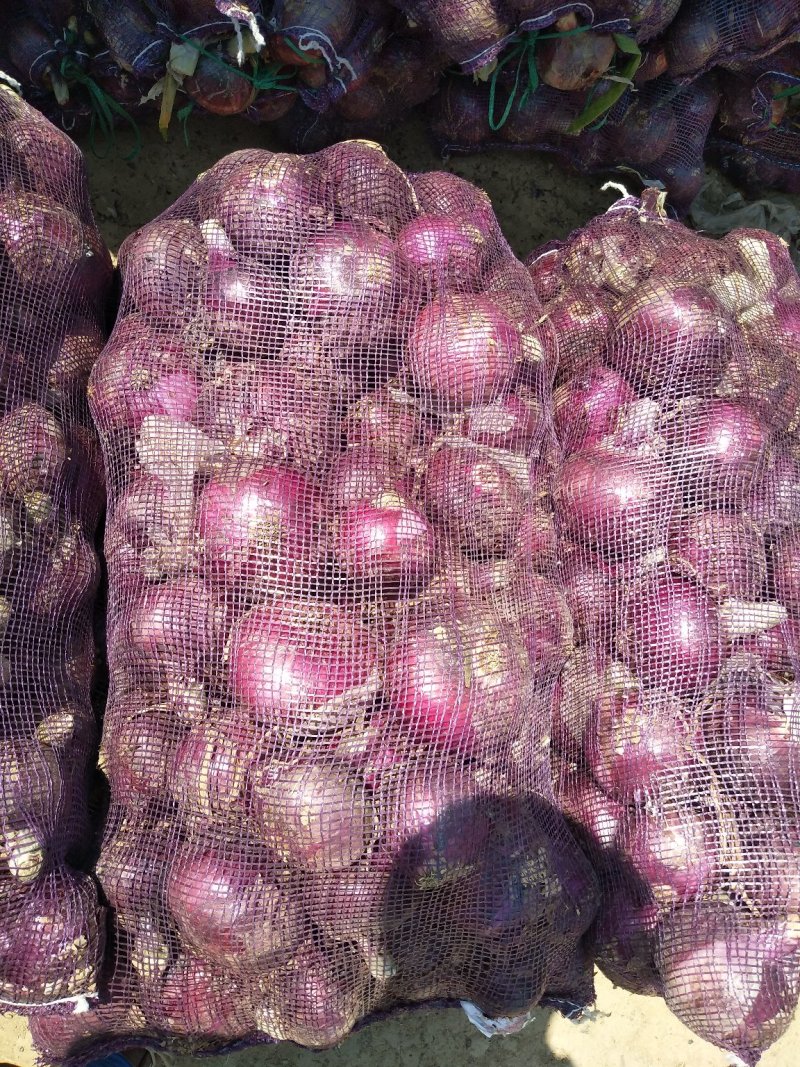 紫皮洋葱，红洋葱基地大量出货中，货源充足质量有保证