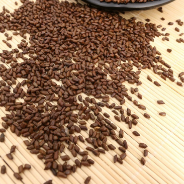 熟决明子炒熟决明子泡水决明子决明子颗粒颗粒均匀