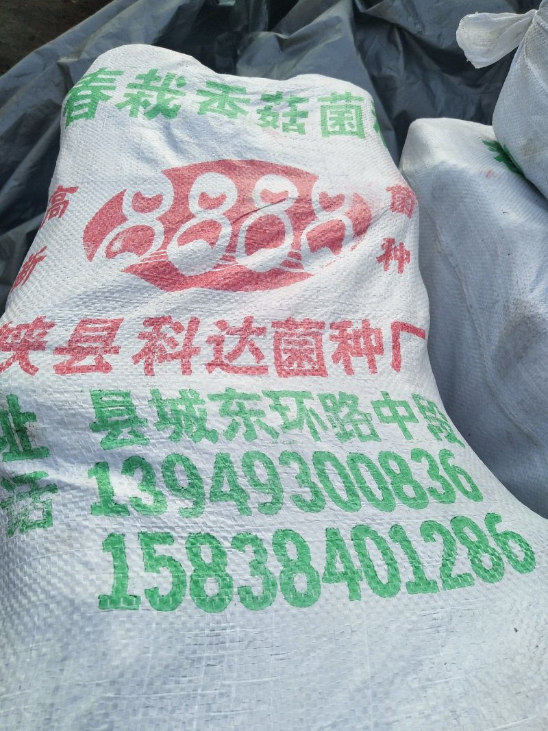 供应香菇，天麻，木耳，羊肚，桑黄菌种