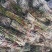 芦苇苗