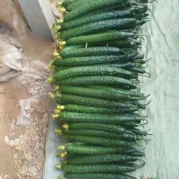 精品优质产地长短条油亮鲜花带刺