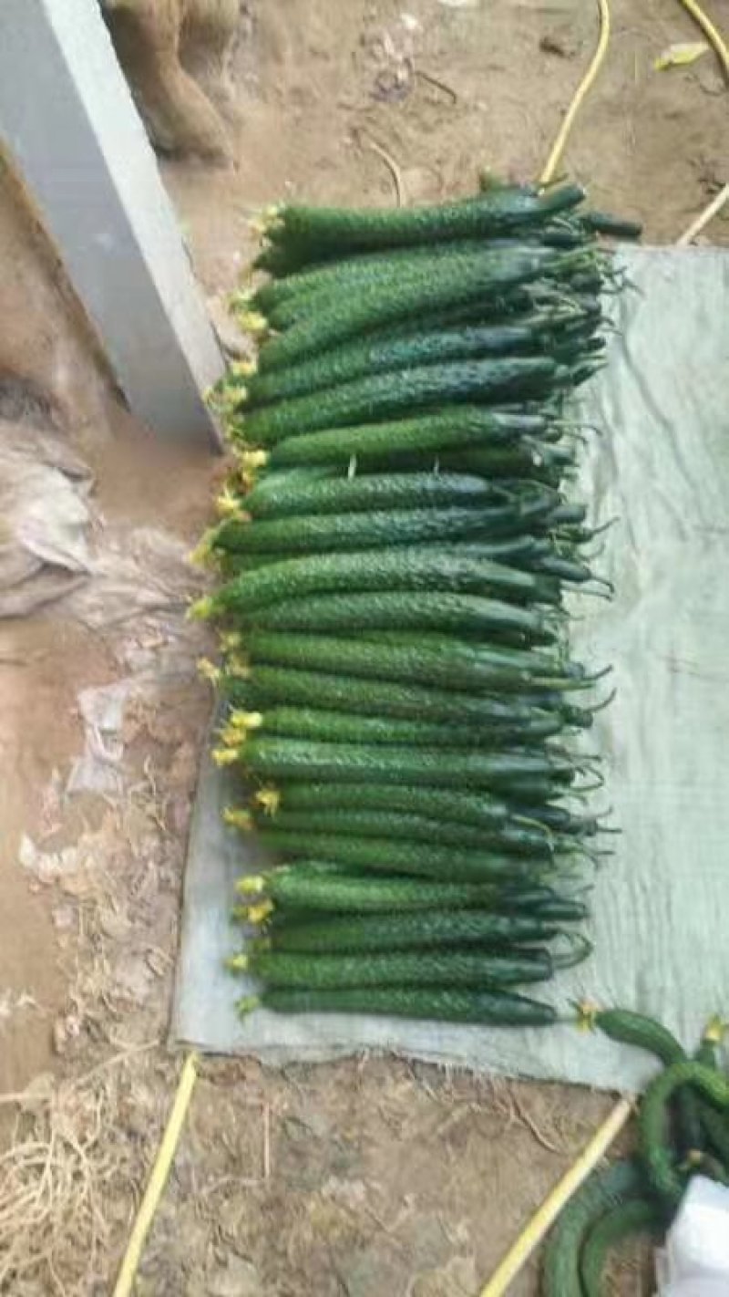 精品优质产地长短条油亮鲜花带刺
