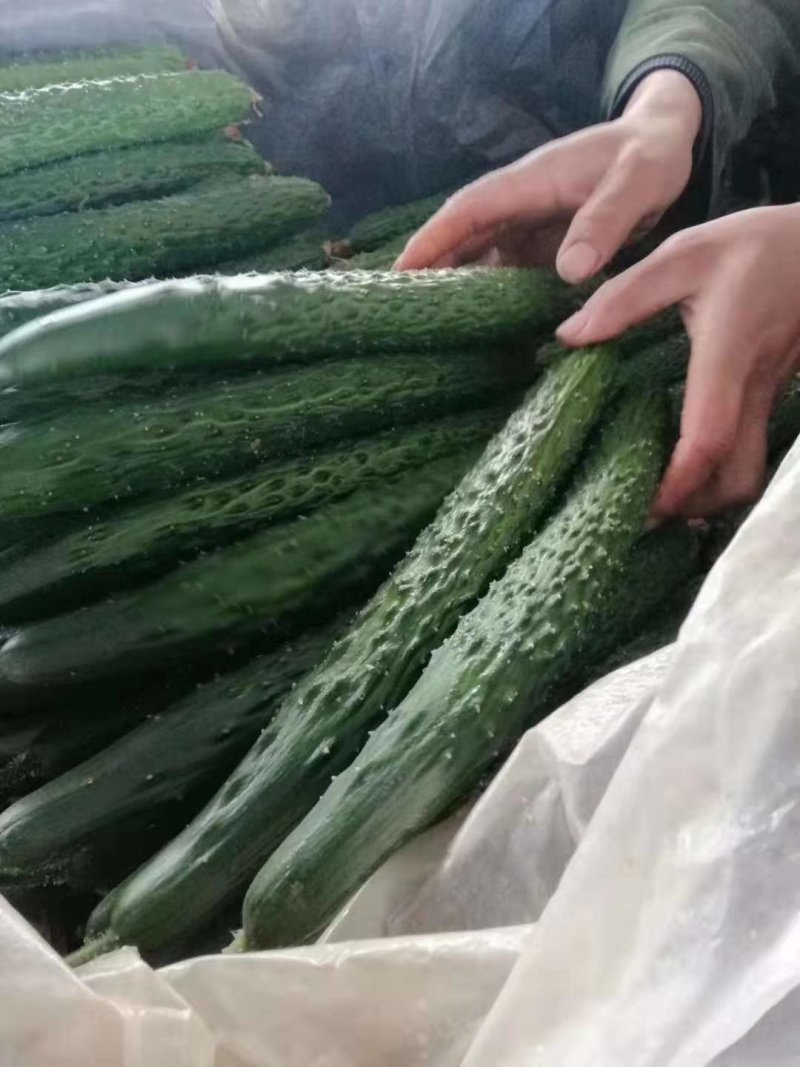 精品优质产地长短条油亮鲜花带刺