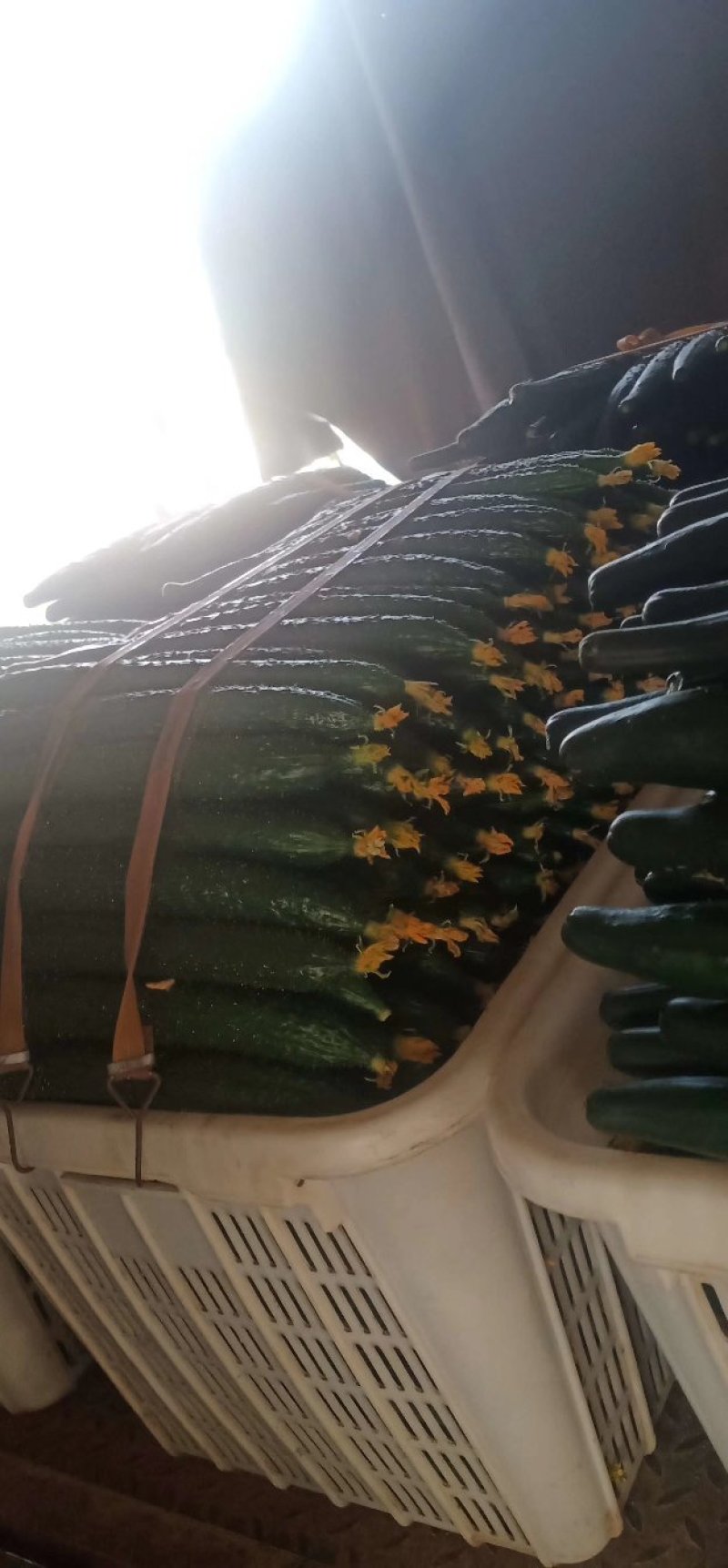 精品优质产地长短条油亮鲜花带刺