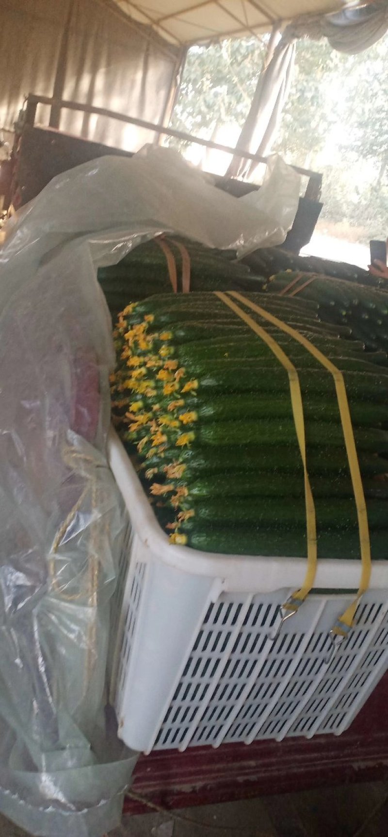 精品优质产地长短条油亮鲜花带刺