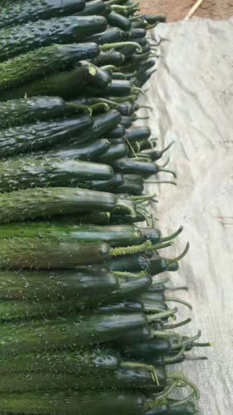精品优质产地长短条油亮鲜花带刺