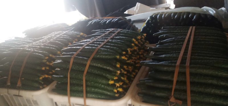 精品优质产地长短条油亮鲜花带刺
