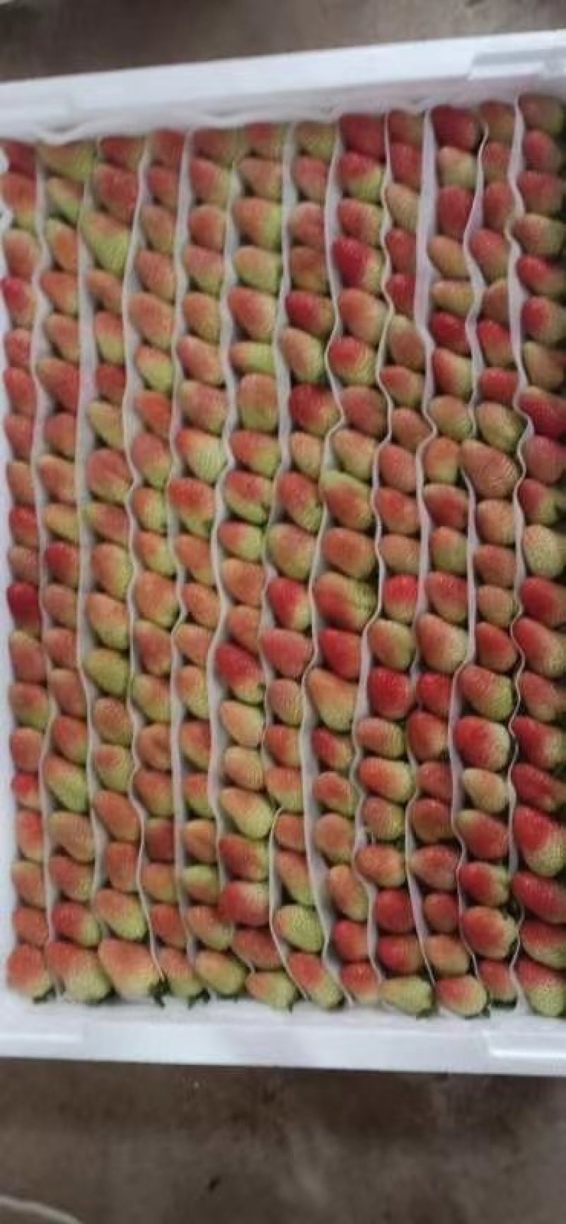 云南会泽夏草莓蒙特瑞品种，上量上市