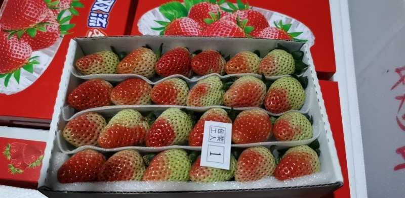 云南会泽夏草莓蒙特瑞品种，上量上市