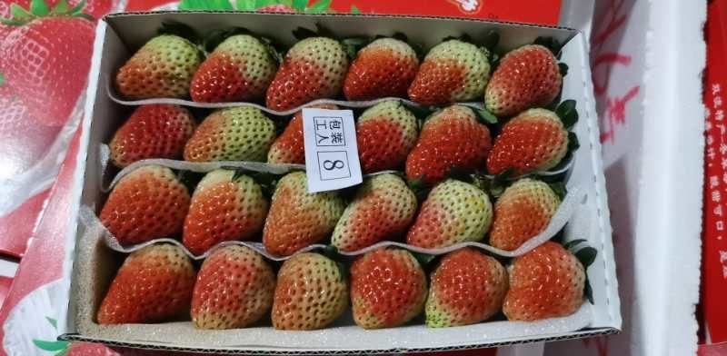 云南会泽夏草莓蒙特瑞品种，上量上市