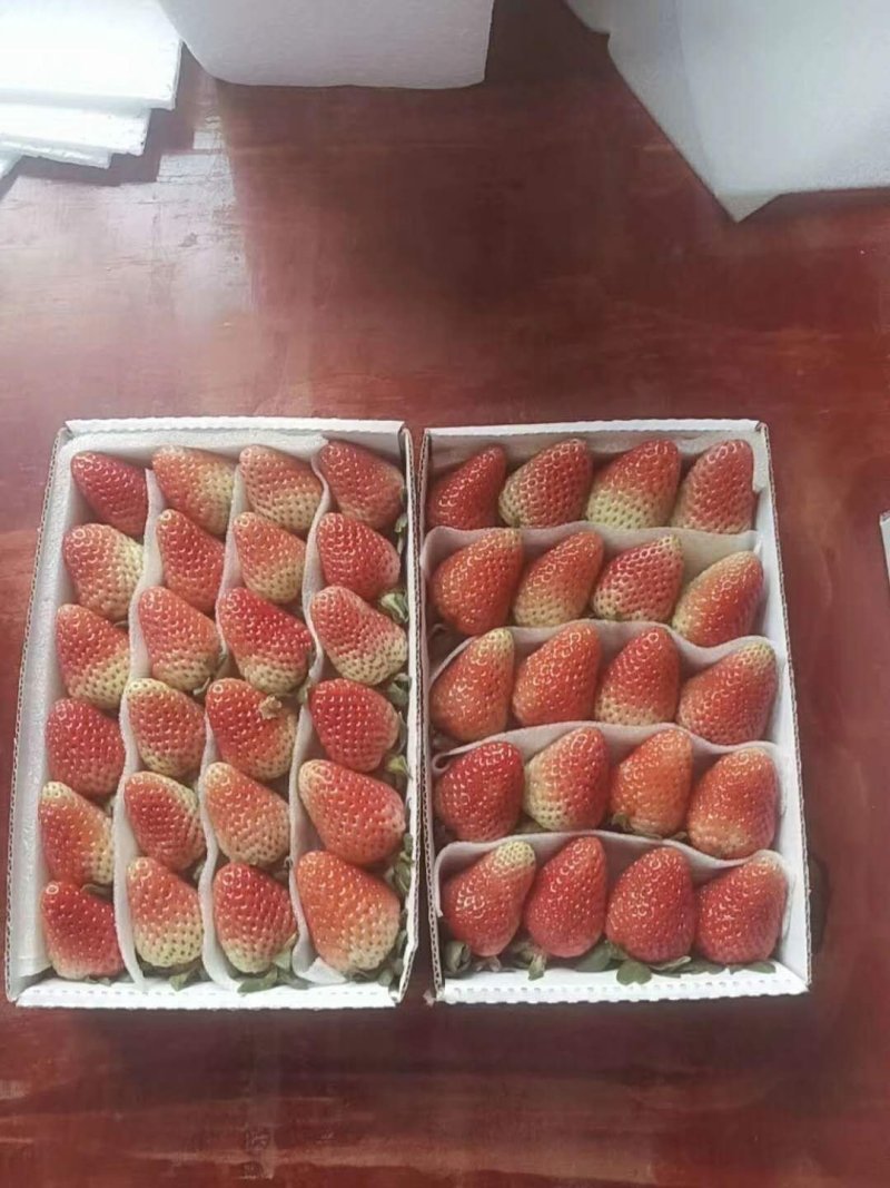 云南会泽夏草莓蒙特瑞品种，上量上市