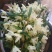 石斛干花霍山铁皮石斛花米斛花石斛花茶常年供应