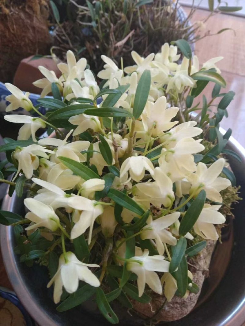 石斛干花霍山铁皮石斛花米斛花石斛花茶常年供应