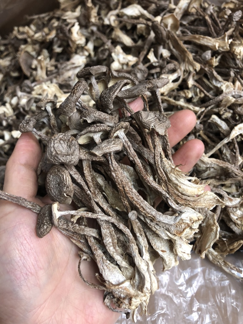 鹿茸菇