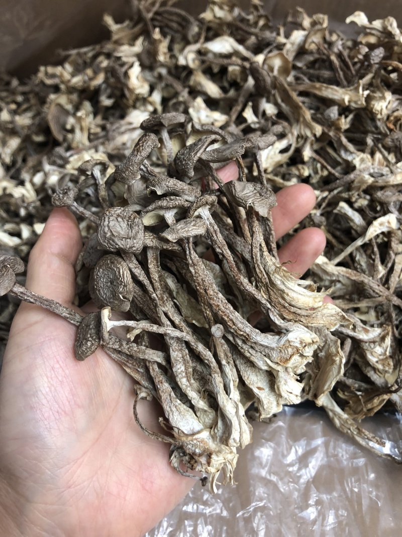 鹿茸菇