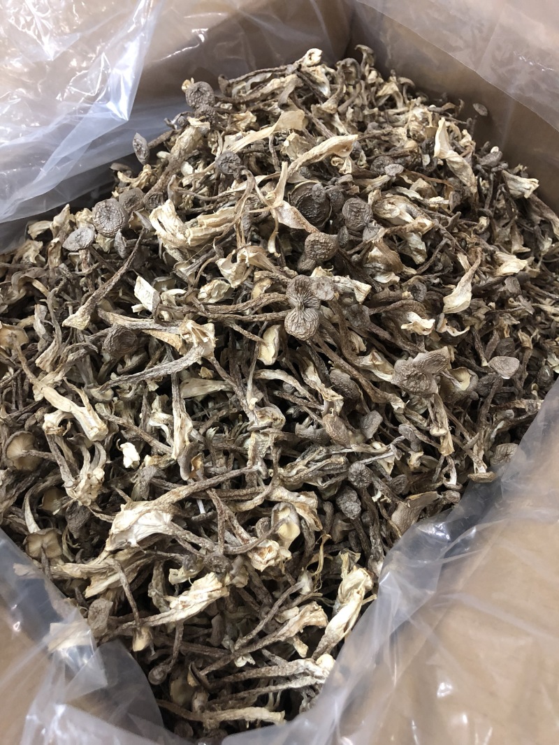 鹿茸菇