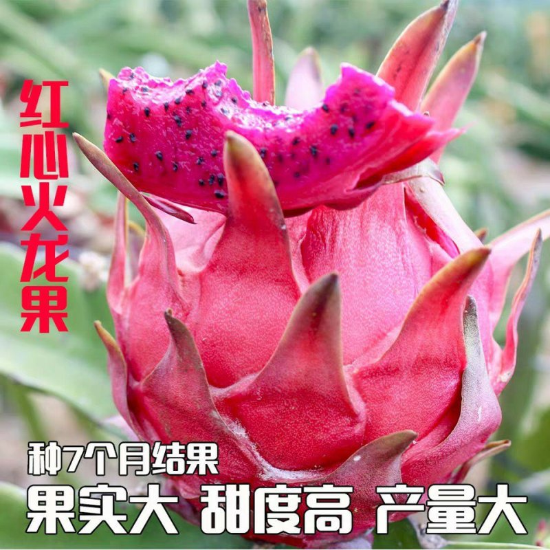 海南红心火龙果，金都一号，电商货2030果