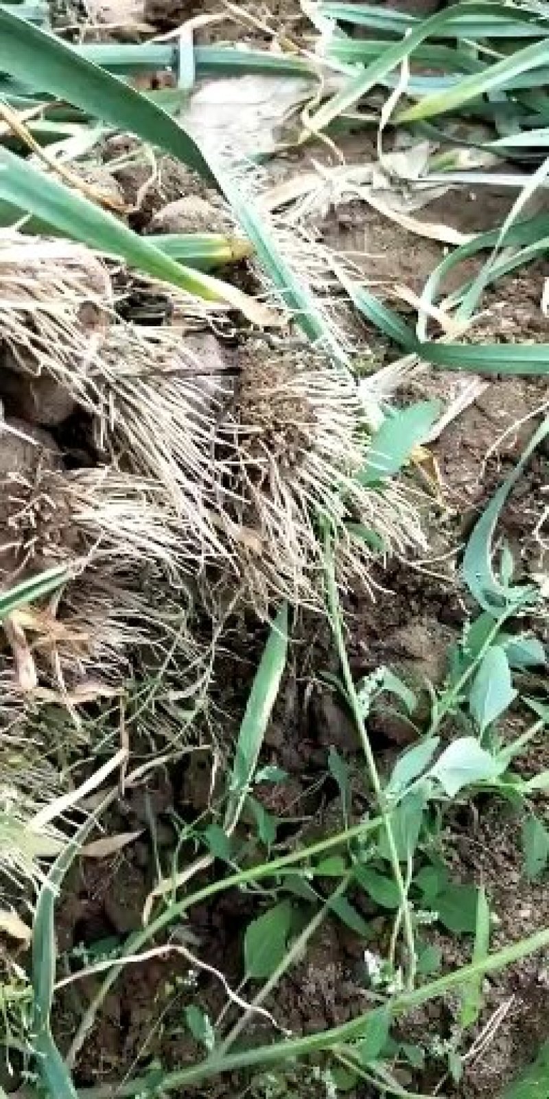 饶阳本地紫皮蒜优质大蒜苗蒜把蒜直供各大超市以及各大市场