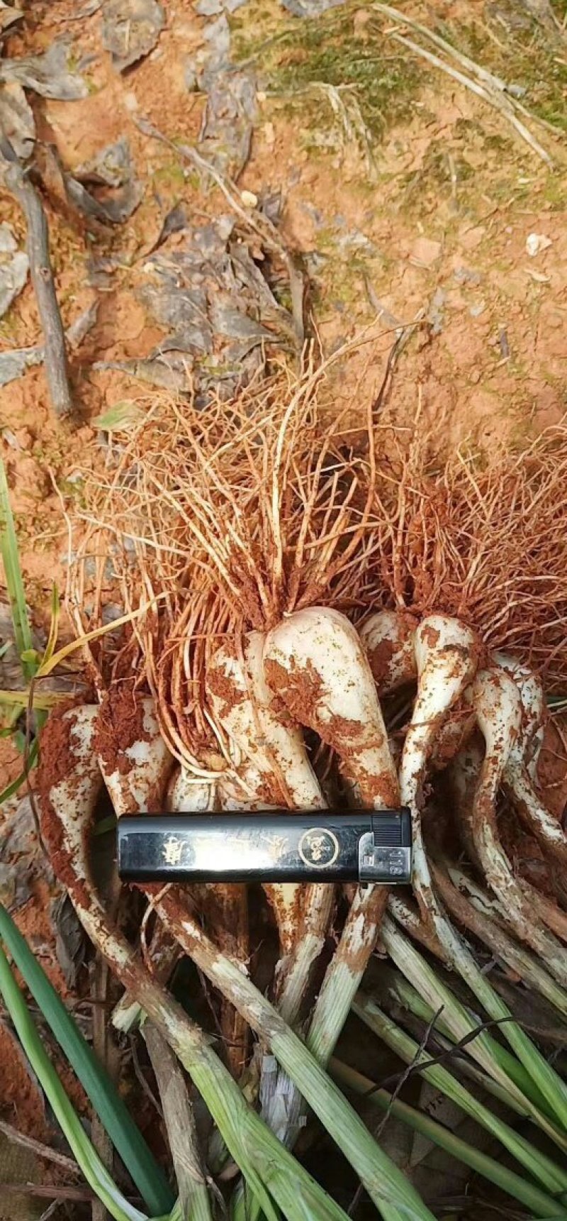 荞头，带叶荞头，荞头种，红土地种植的一等精品好货