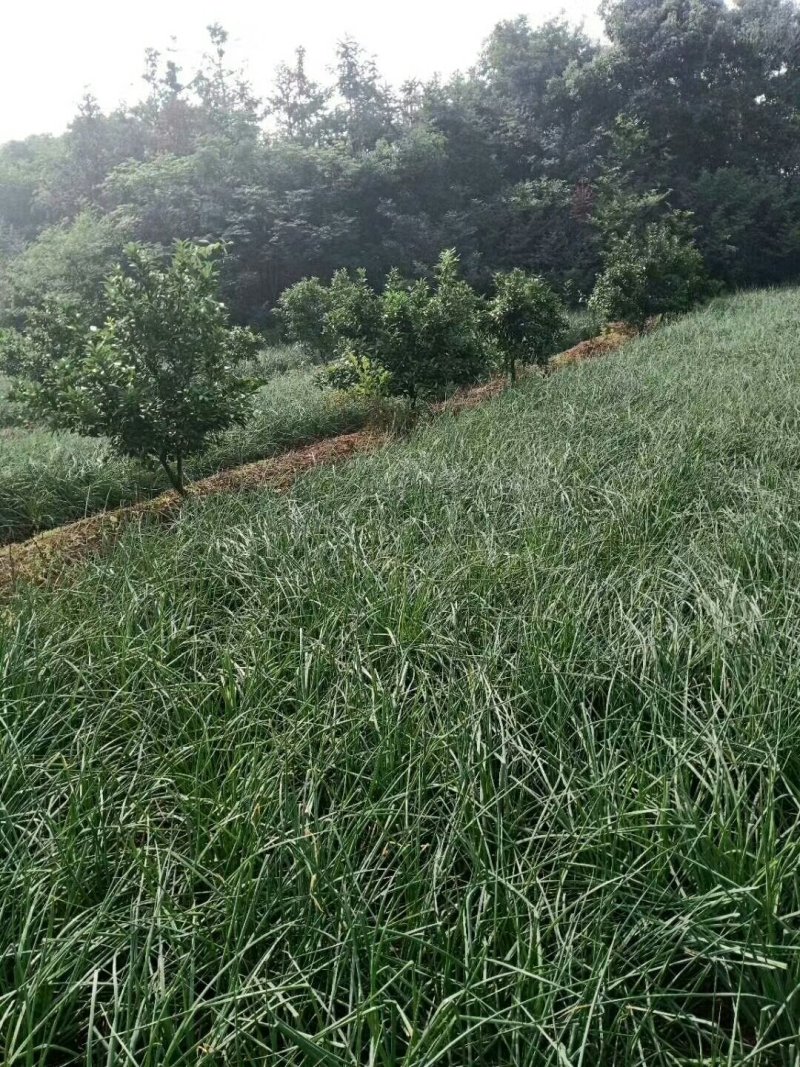 荞头，带叶荞头，荞头种，红土地种植的一等精品好货