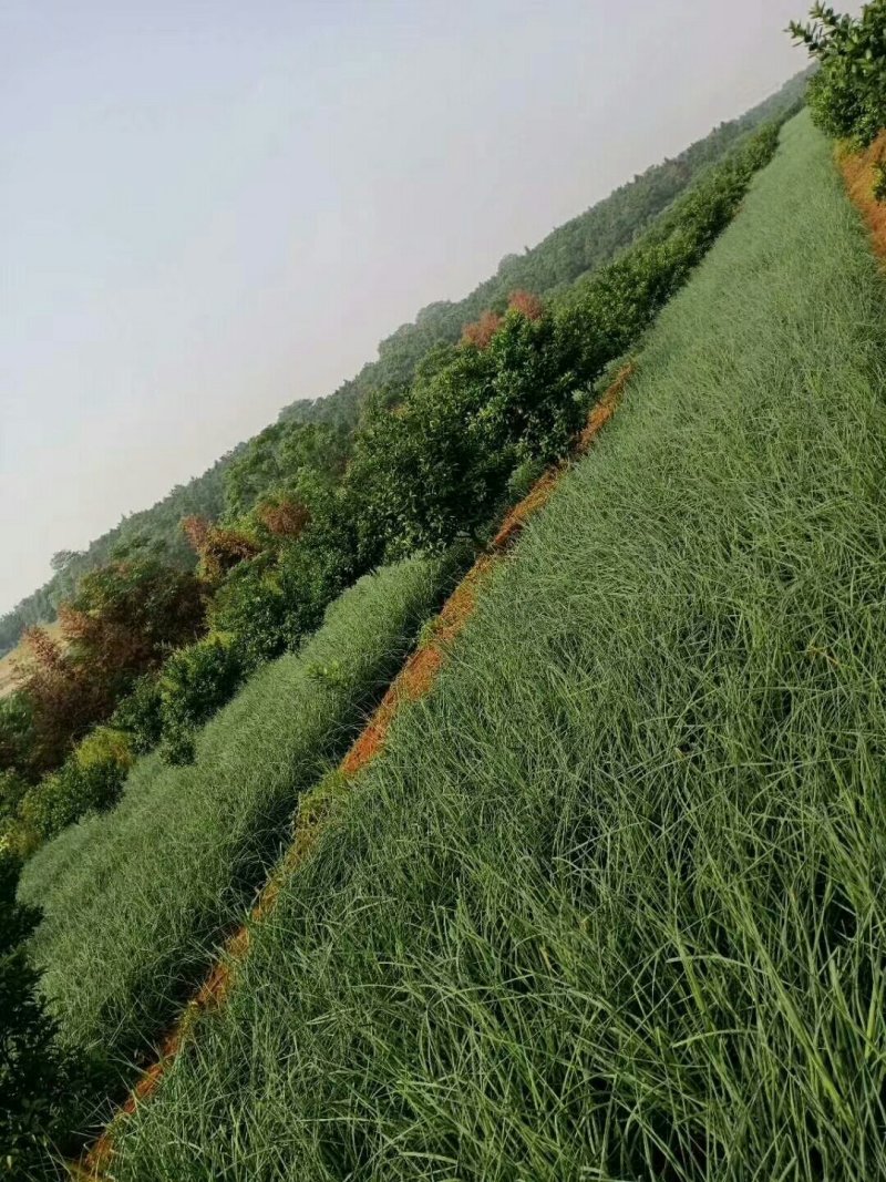 荞头，带叶荞头，荞头种，红土地种植的一等精品好货