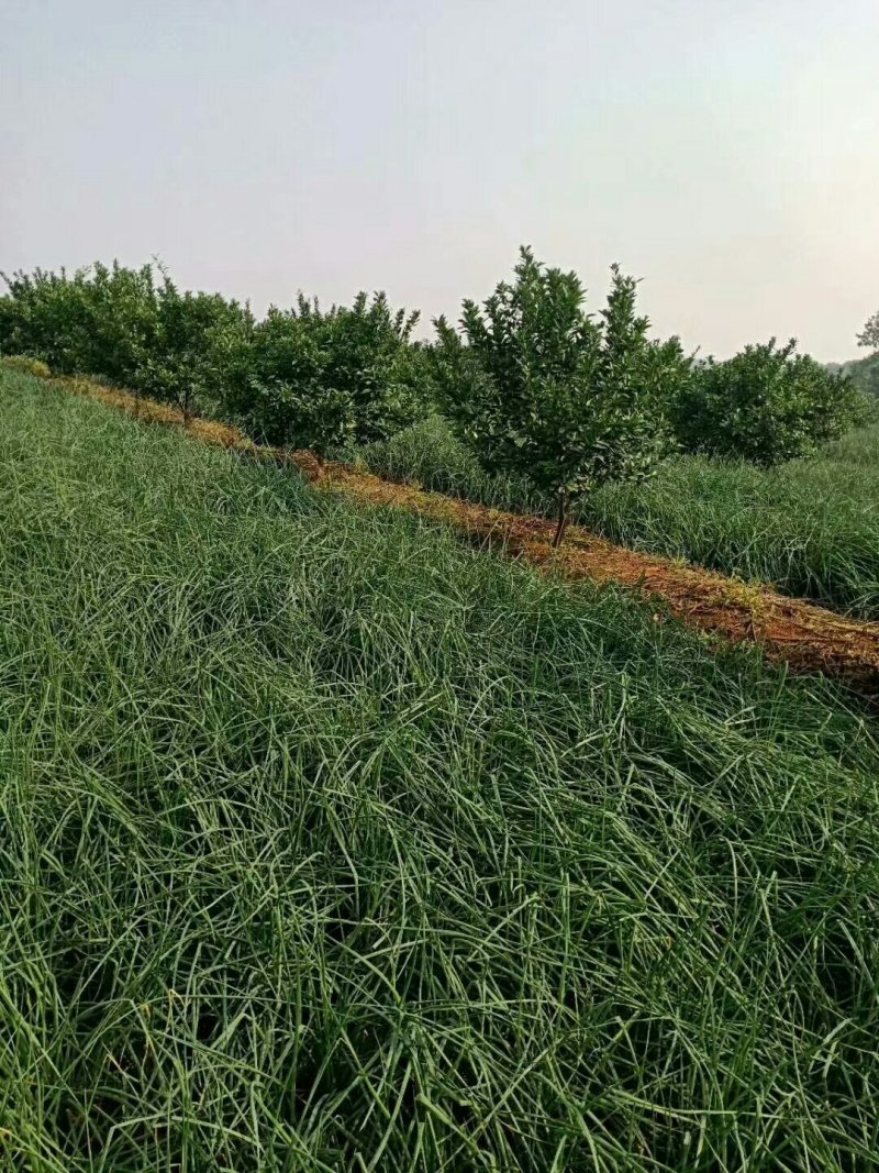 荞头，带叶荞头，荞头种，红土地种植的一等精品好货