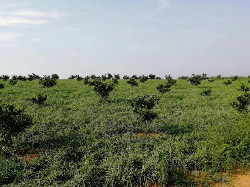 荞头，带叶荞头，荞头种，红土地种植的一等精品好货