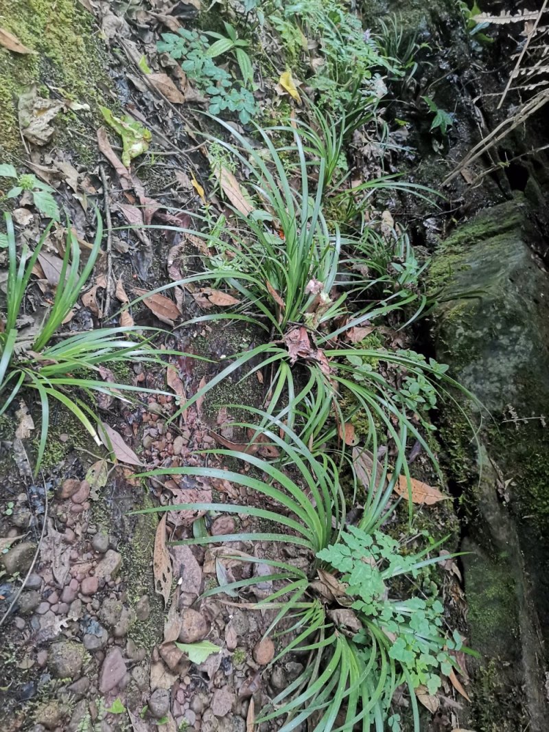 纯野生河边采集石菖蒲