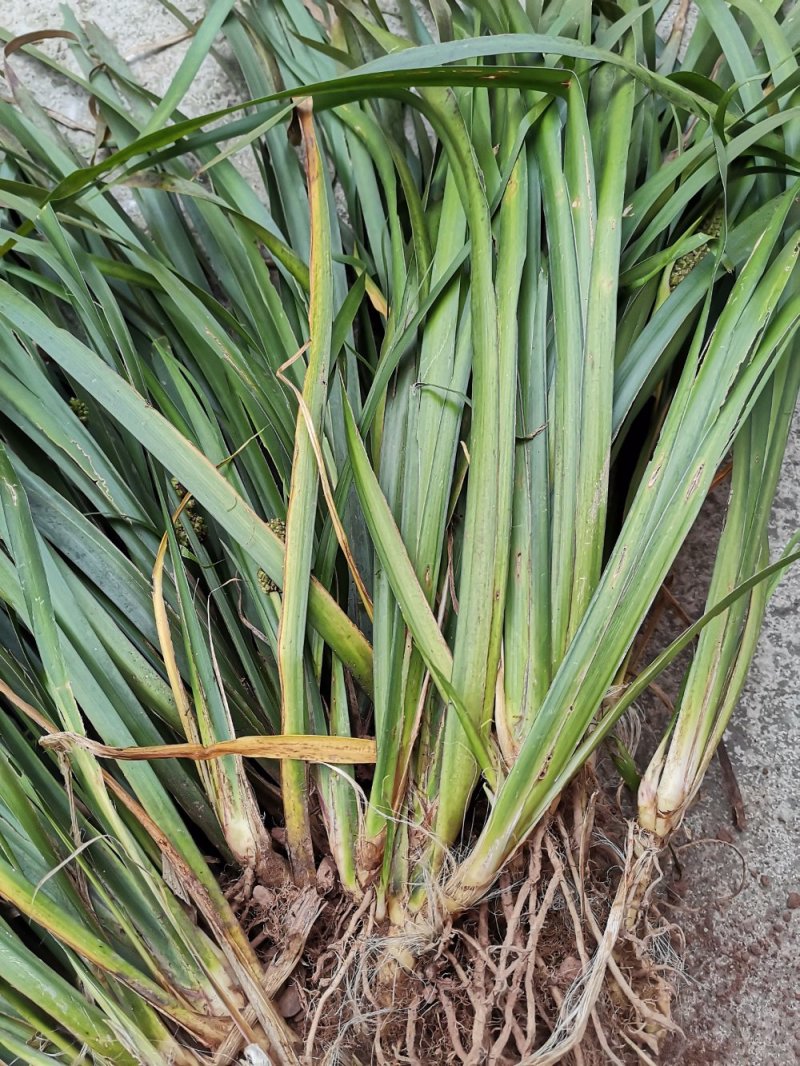 纯野生河边采集石菖蒲