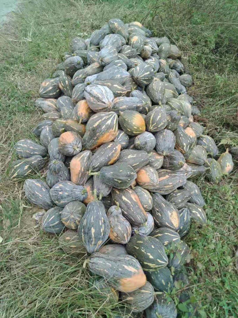 香味浓大果高产富贵香芋南瓜种子口感粉糯