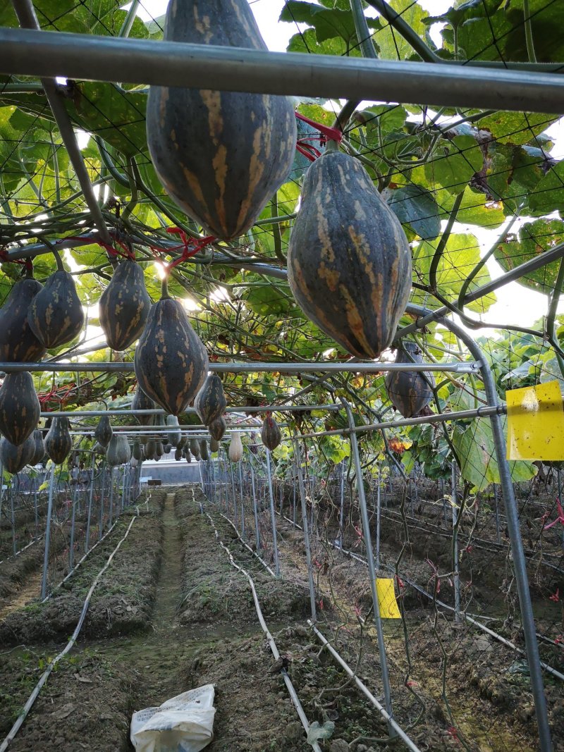 香味浓大果高产富贵香芋南瓜种子口感粉糯