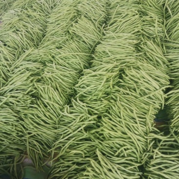山东莘县精品无丝豆大量上市中，有需要的老板联系我