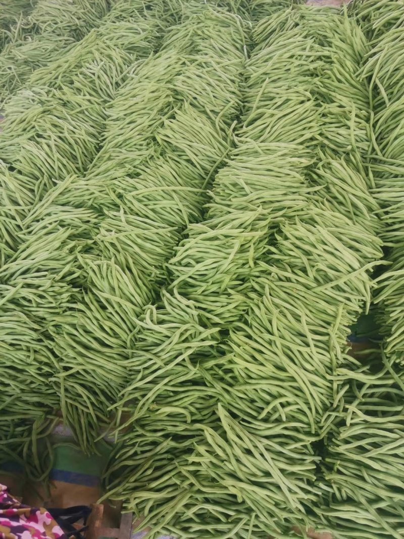 山东莘县精品无丝豆大量上市中，有需要的老板联系我