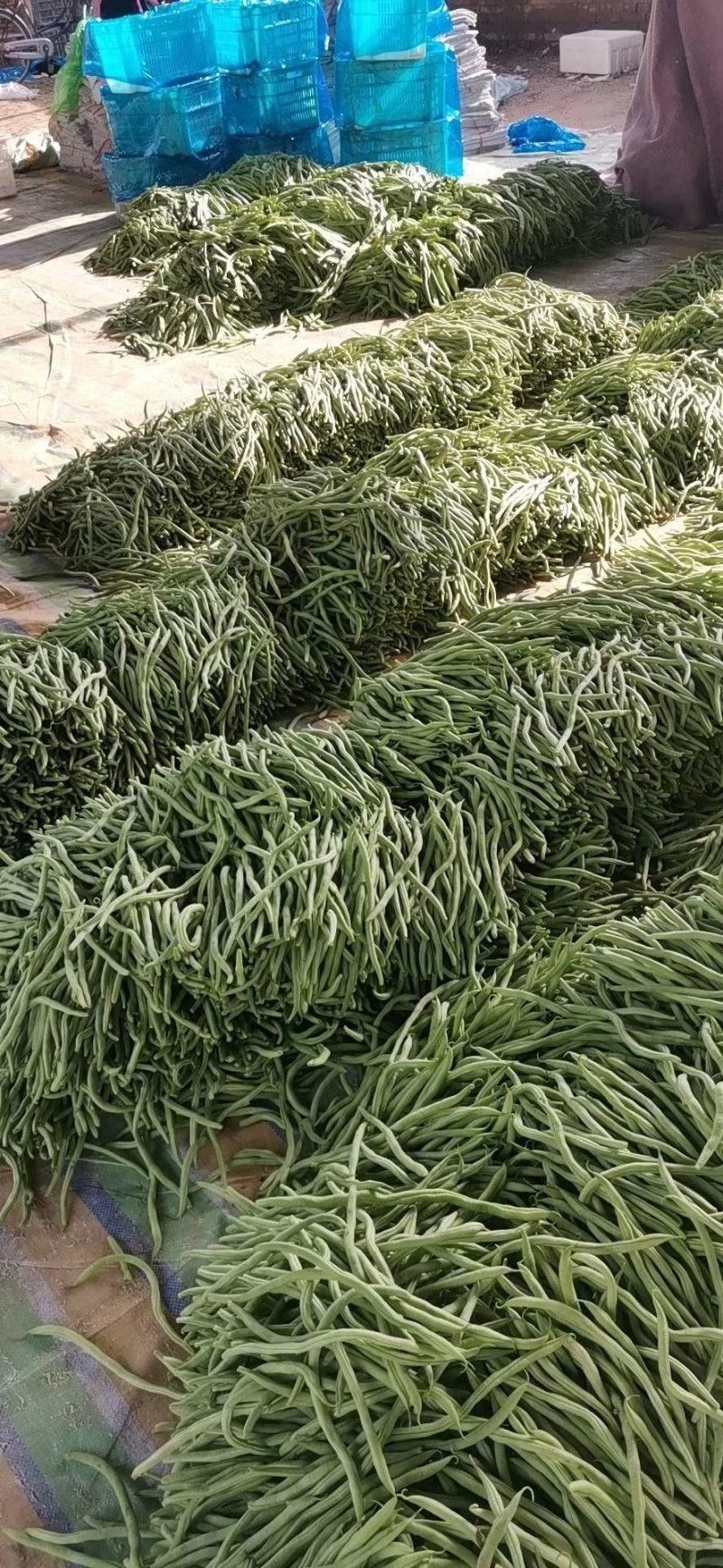 山东莘县精品无丝豆大量上市中，有需要的老板联系我