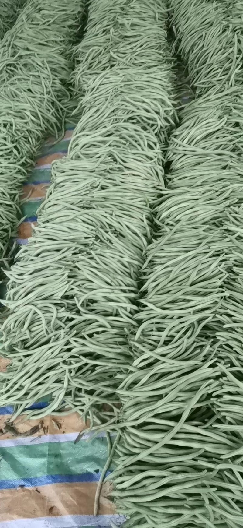 山东莘县精品无丝豆大量上市中，有需要的老板联系我
