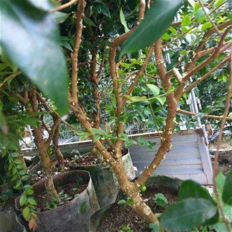 嘉宝果树苗树葡萄苗正宗四季早生嘉宝果南北方可种植四季结果