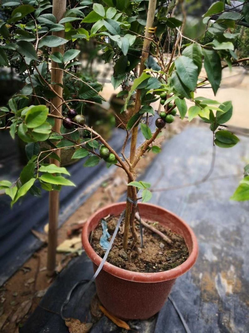 嘉宝果树苗树葡萄苗正宗四季早生嘉宝果南北方可种植四季结果