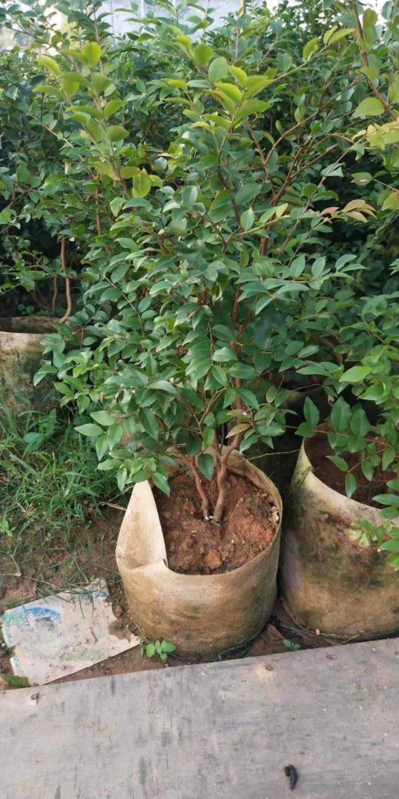 嘉宝果树苗树葡萄苗正宗四季早生嘉宝果南北方可种植四季结果