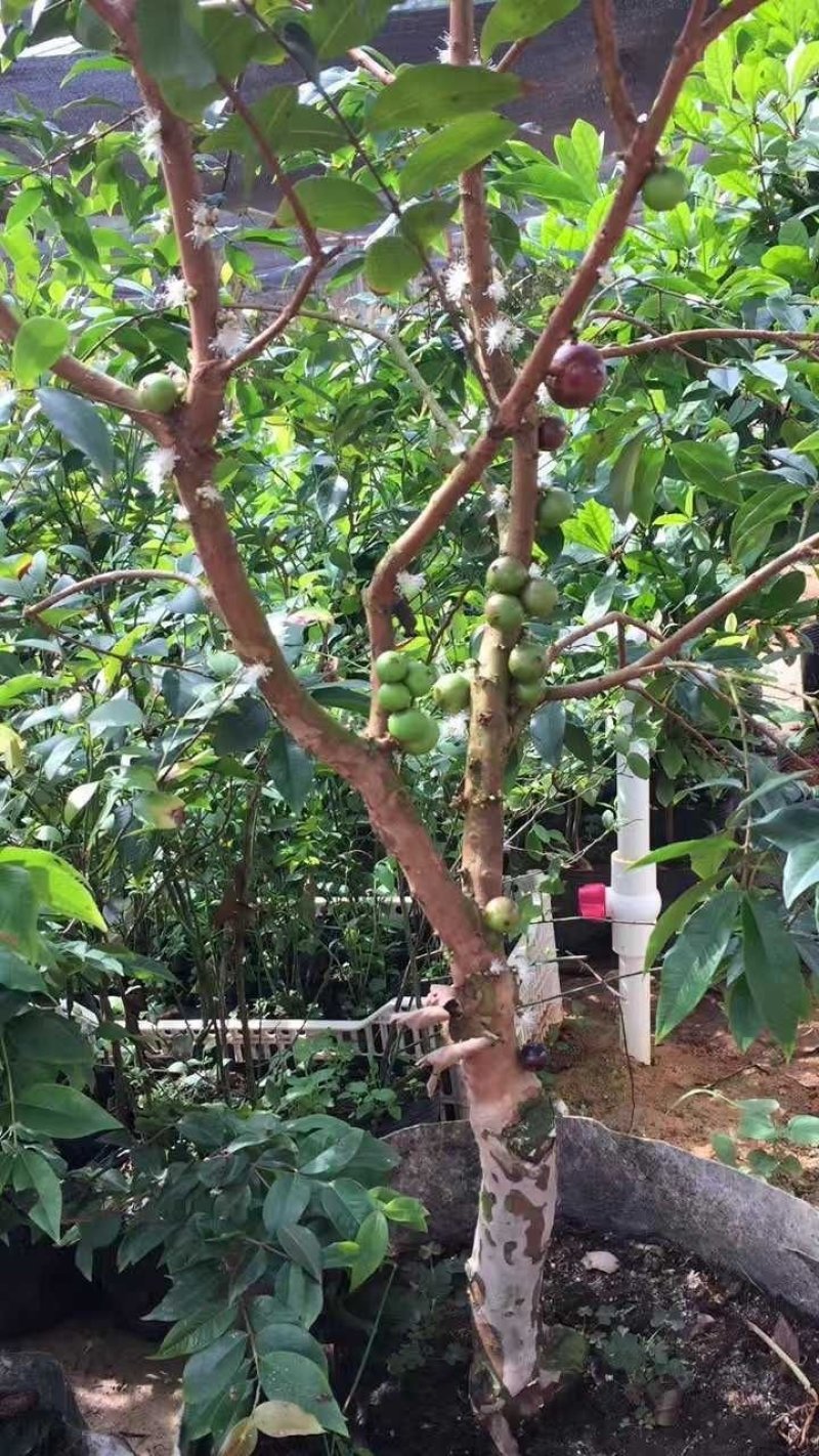 嘉宝果树苗树葡萄苗正宗四季早生嘉宝果南北方可种植四季结果