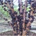 嘉宝果树苗树葡萄苗正宗四季早生嘉宝果南北方可种植四季结果