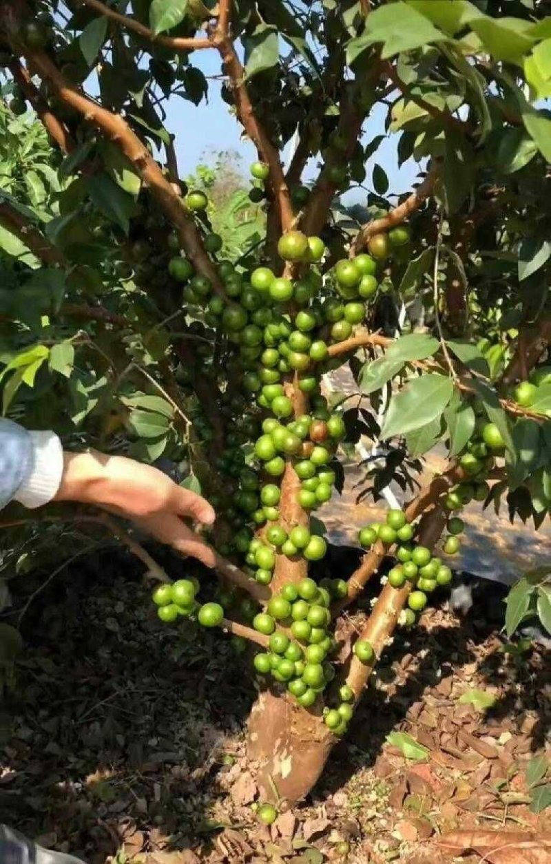 嘉宝果树苗树葡萄苗正宗四季早生嘉宝果南北方可种植四季结果