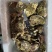 诏安生蚝大量供应各大直播，电商平台量大价低，支持顺丰包邮