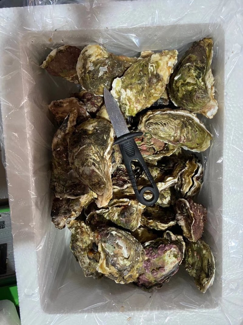 诏安生蚝大量供应各大直播，电商平台量大价低，支持顺丰包邮
