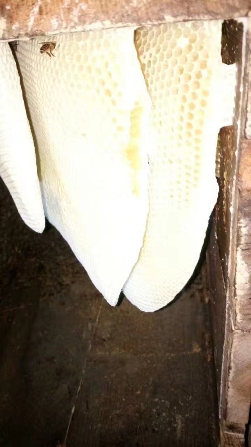 蜂蜜一手货源品质保证。蜂蜜是蜜蜂辛勤采集各种野花酿成