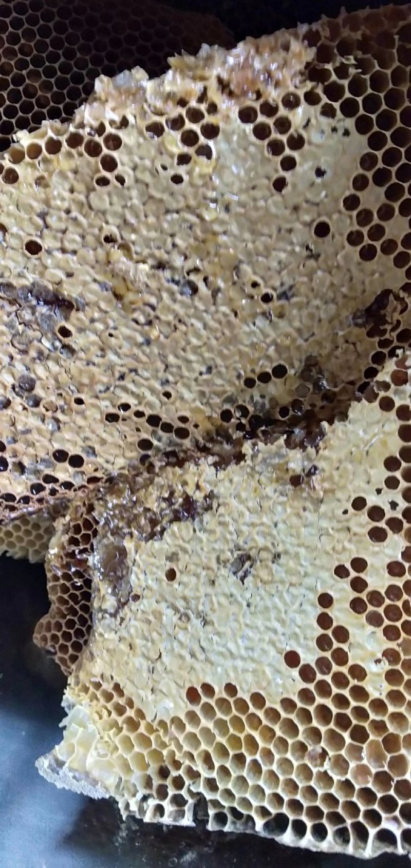 蜂蜜一手货源品质保证。蜂蜜是蜜蜂辛勤采集各种野花酿成